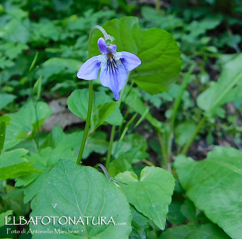 Viola da identificare:  viola reichebachiana ?  S� !